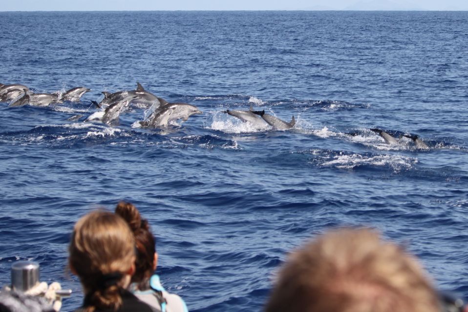 Madeira: Guaranteed Whales or Dolphins Watching Tour - Key Points