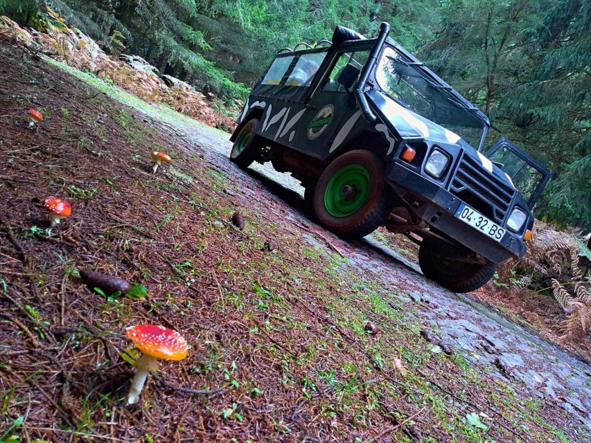 Madeira: Jeep Safari Tour - Key Points