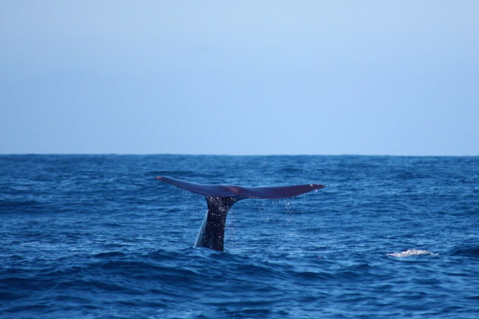 Madeira: Whale and Dolphin Watching Private Cruise - Key Points