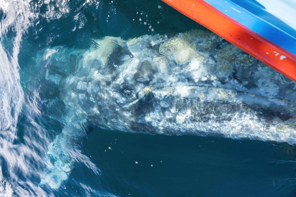 Magdalena Bay: Grey Whale Encounter - Key Points