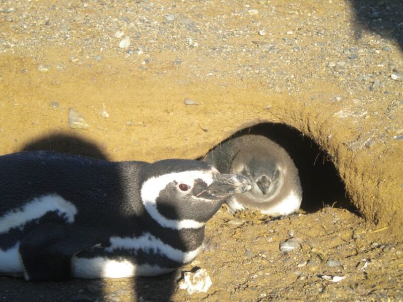 Magdalena Island Penguin Tour by Boat From Punta Arenas - Key Points