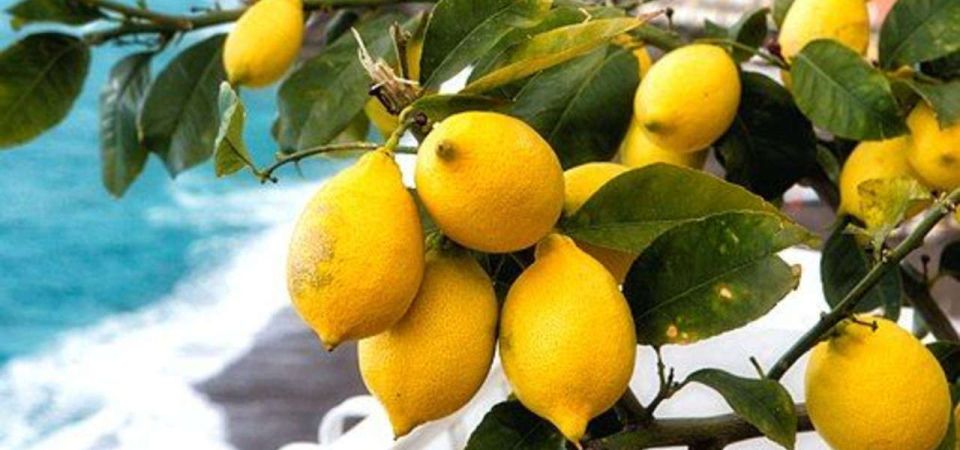 Maiori: Amalfi Coast Path of Lemons Day Trip With Tastings - Key Points