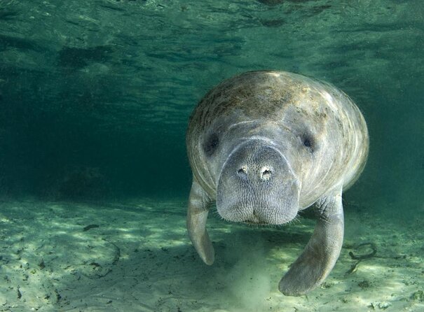 Manatee Swim and Wildlife Park With Upgrade Options From Orlando - Key Points