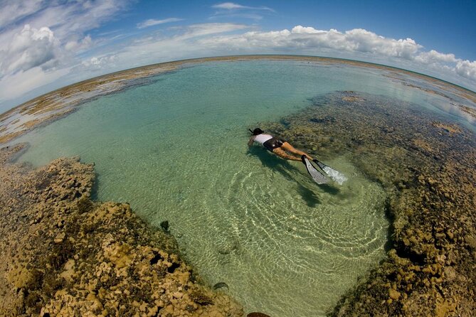 Maracajau From Natal - Key Points