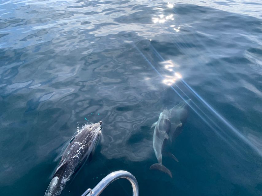 Marbella: Sailing & Dolphin Watching With Snacks and Drinks - Key Points
