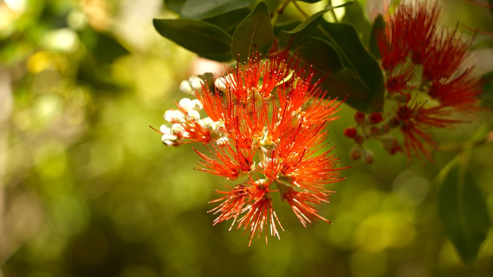 Maui: Honolua Ridgeline Informational Hike - Key Points