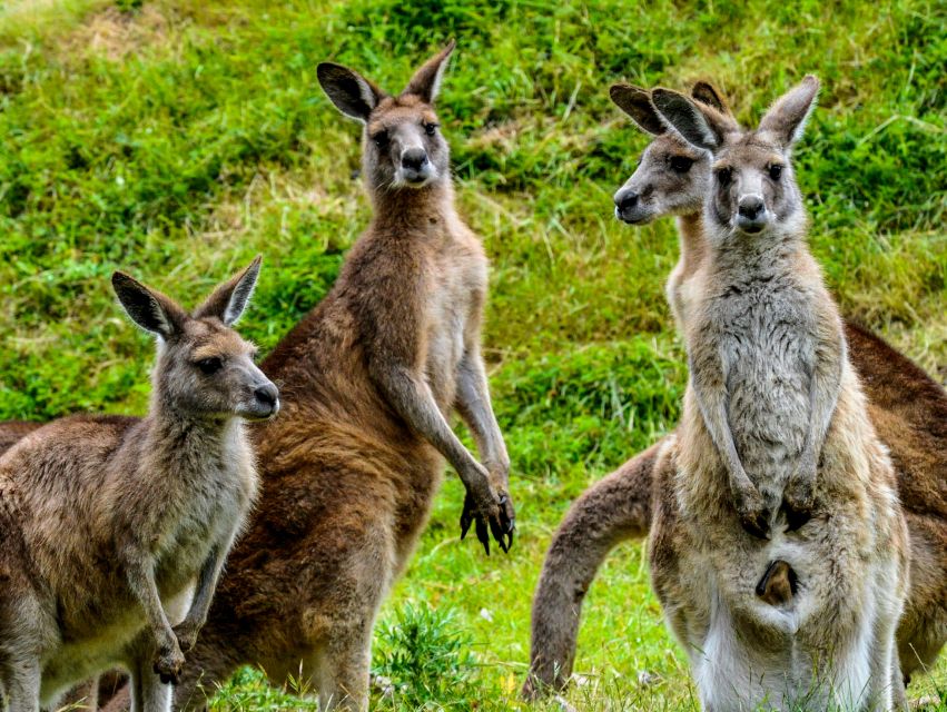 Melbourne: Puffing Billy & Healesville Sanctuary Scenic Tour - Key Points