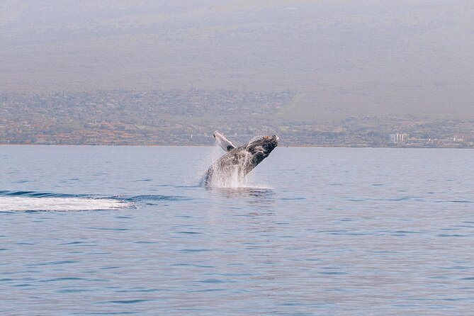 Midday Sail With the Whales Maalaea - Key Points