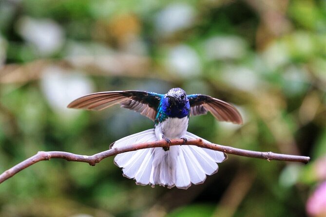 Mindo Cloud Forest Tour: Chocolate, Coffee, Birds & Nature - Tour Overview