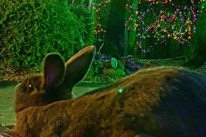 Mini Golf With Rabbits in Rotorua - Key Points