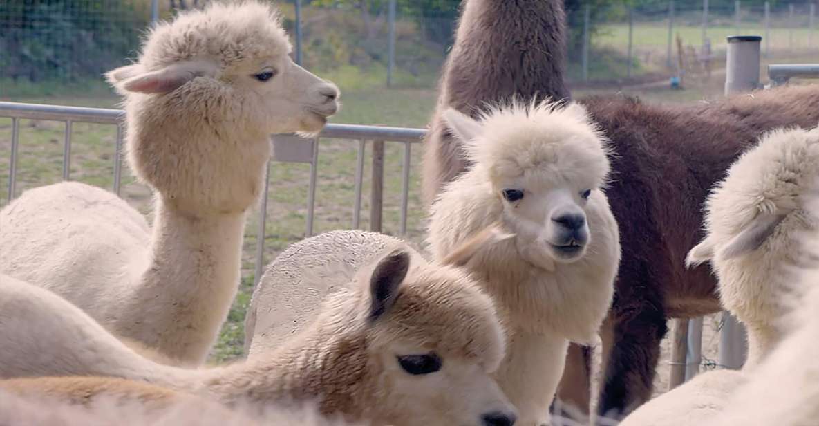 Mödling: Scenic Guided Hike With Alpacas and Llamas - Good To Know