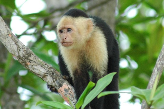 Monkey Tour With Local Cuisine - Wildlife Encounters
