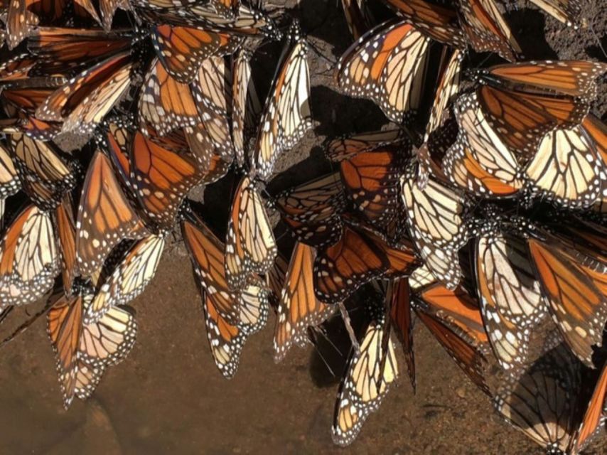 Morelia: Monarch Butterfly Tour - Key Points