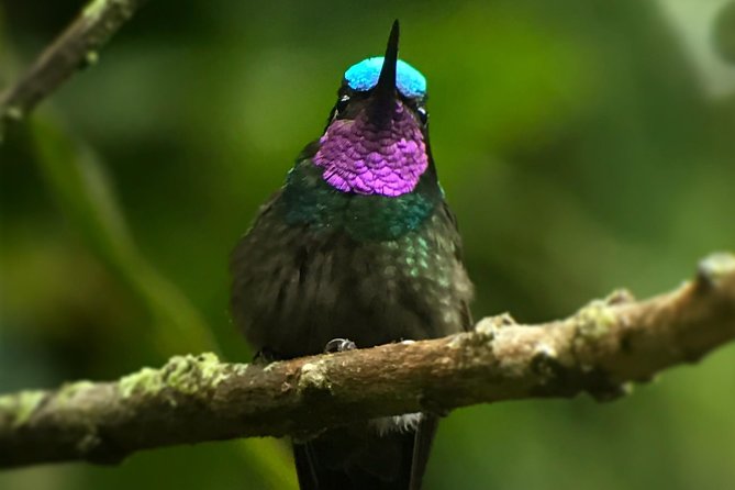Morning Birdwatching Experience - Experience Overview