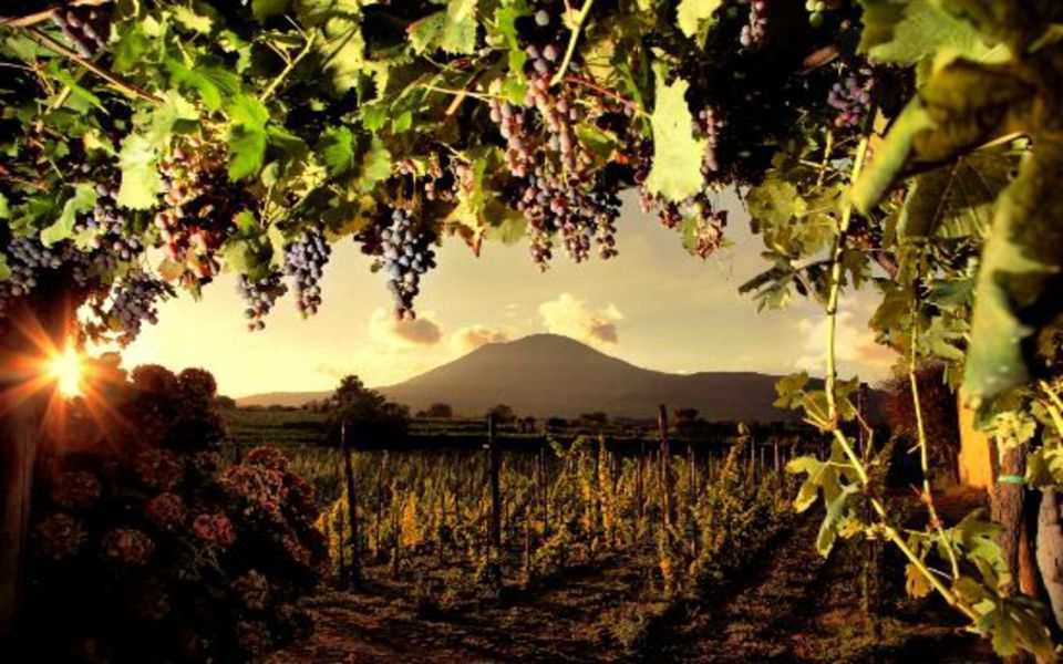 Mount Vesuvius Wine Tasting and Lunch From Pompeii - Key Points