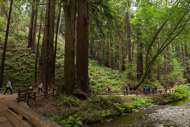 Muir Woods & Sausalito Half-Day Tour (Return by Bus or Ferry From Sausalito) - Itinerary Highlights