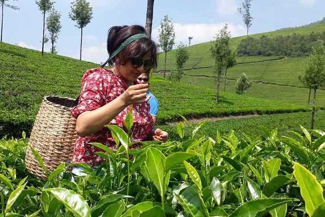 Munnar Tea Trail With Factory Experience ( by Munnar Info) - Key Points