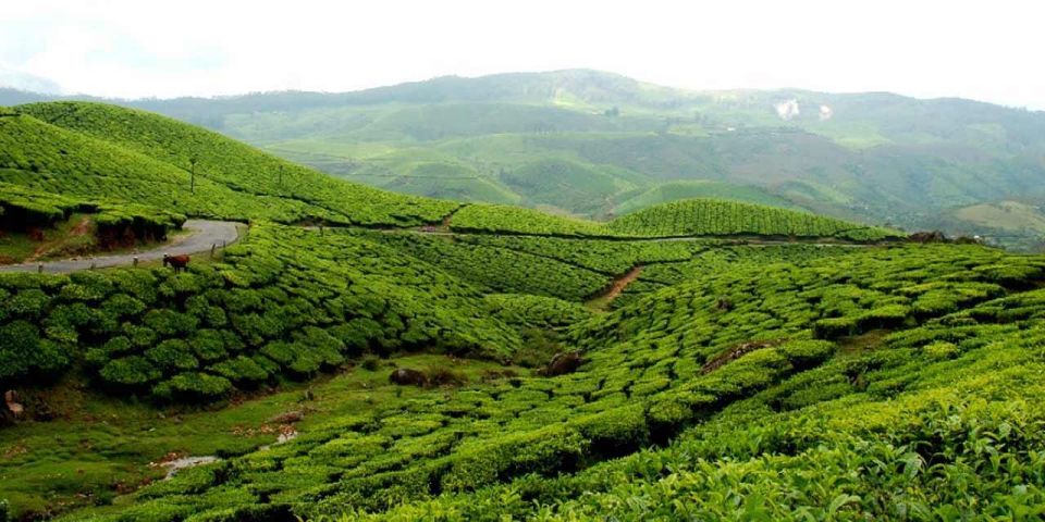 Munnar to Allepey One-Way Transfer - Key Points