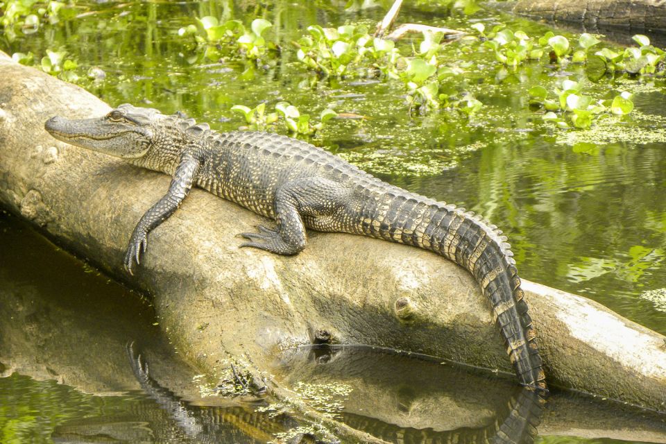 New Orleans: Manchac Bayou Swamp Cruise With Optional Pickup