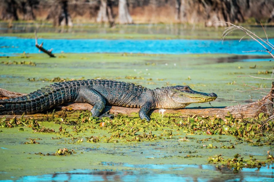 New Orleans: Single Plantation and Pontoon Swamp Day Trip - Key Points