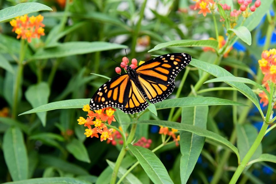 Niagara Falls, Canada: Butterfly Conservatory Admission - Key Points