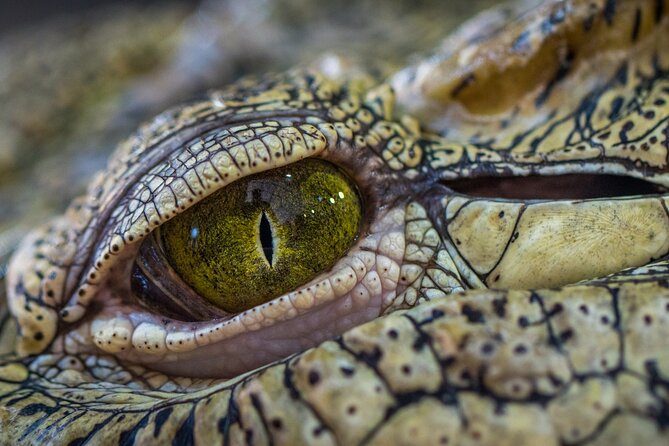 Night Mangrove Safari Boat Tour With Dinner | Manuel Antonio - Tour Overview