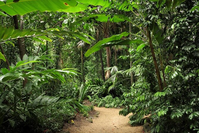 Night Walk in Cairns Botanic Gardens - Lets Go Buggin - Key Points