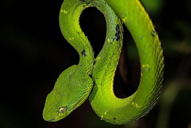 Night Walk in Monteverde - Key Points
