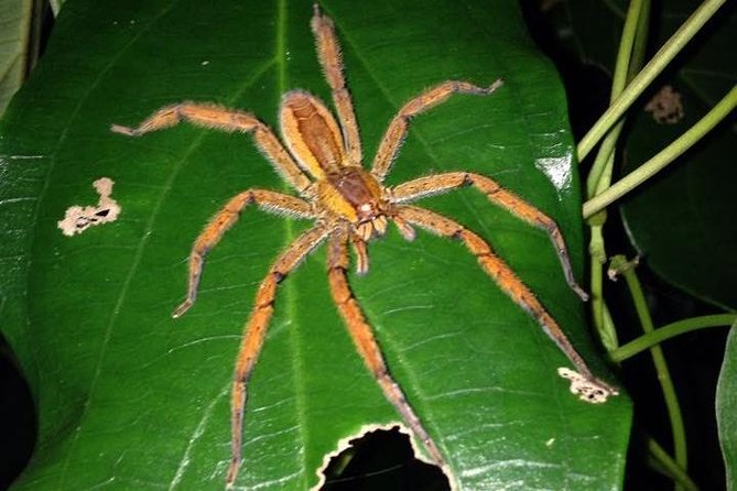 Night Wildlife Spoting & Jungle Walk - Tour Overview