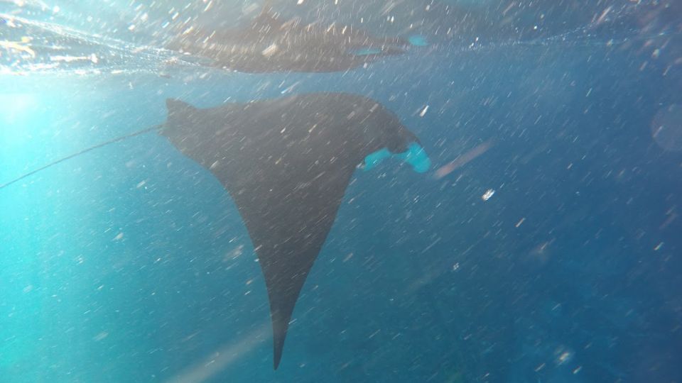 Nusa Penida: Snorkeling 3 Spots With Manta Options - Key Points