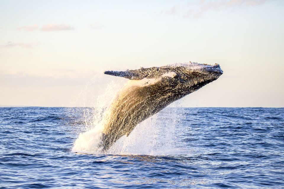 Oahu: Waikiki Eco-Friendly Morning Whale Watching Cruise - Key Points