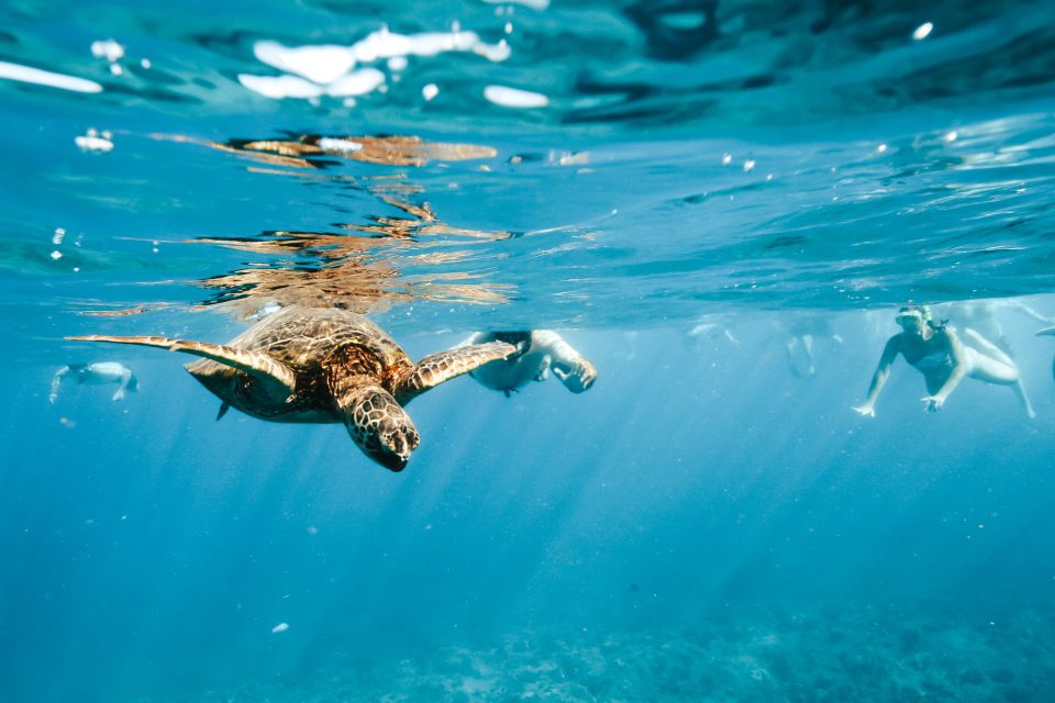 Oahu: Waikiki Turtle Snorkeling Adventure - Key Points