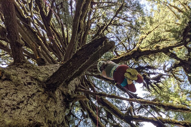 Old-Growth Tree Climbing at Silver Falls State Park - Overview of Silver Falls State Park