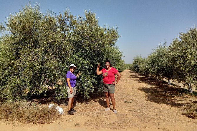 Olive Oil Farm Tour With Tasting From Seville - Good To Know