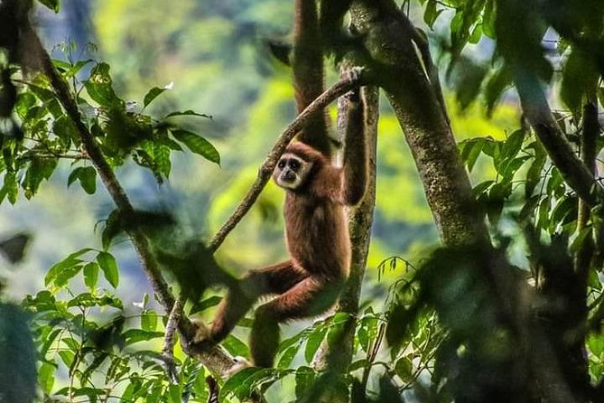 ONE DAY JUNGLE TREKKING 6-7 Hours (See Orang Utan) + RAFTING in BUKIT LAWANG - Key Points