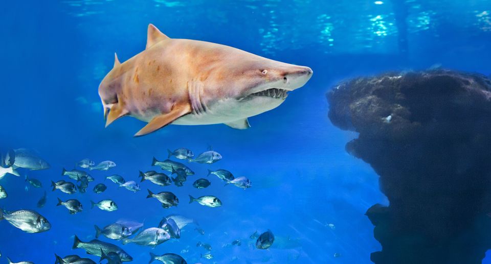 Palma De Mallorca: Shark Dive at Palma Aquarium - Key Points