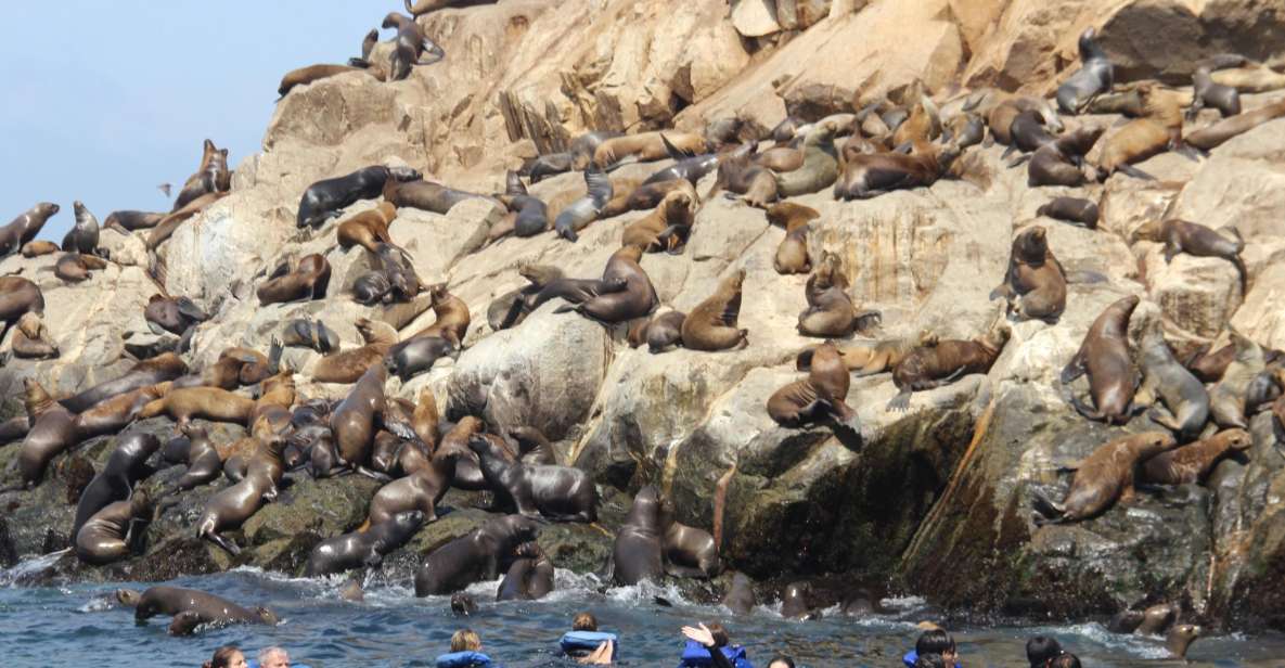 Palomino Islands: Swim With Sea Lions in the Pacific Ocean - Key Points