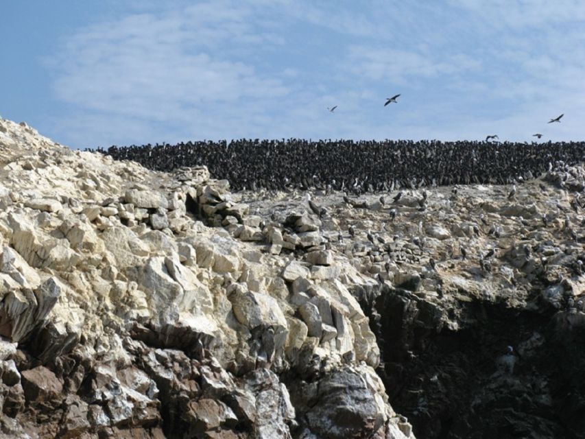 Paracas: Ballestas Islands Boat Ride Tour - Key Points