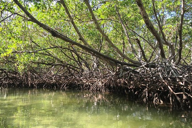 Paradise Island & Mangroves Tour - Overview of the Tour