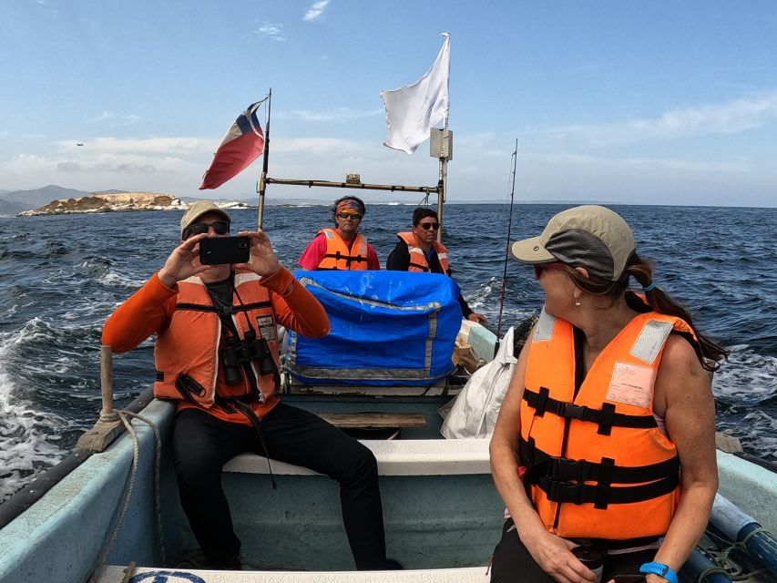 Penguins Watching Cachagua Island in Zapallar From Santiago - Key Points