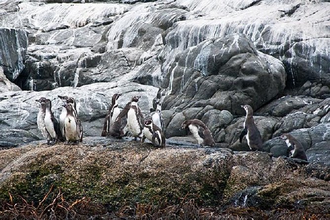 Penguins Watching Navigation Cachagua Island& Lunch From SANTIAGO - Tour Overview and Highlights
