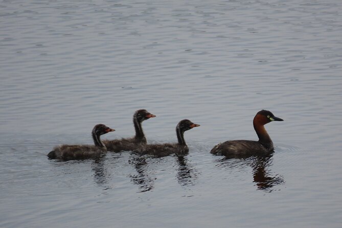 Phnom Penh Birding Experience and Brunch - Key Points