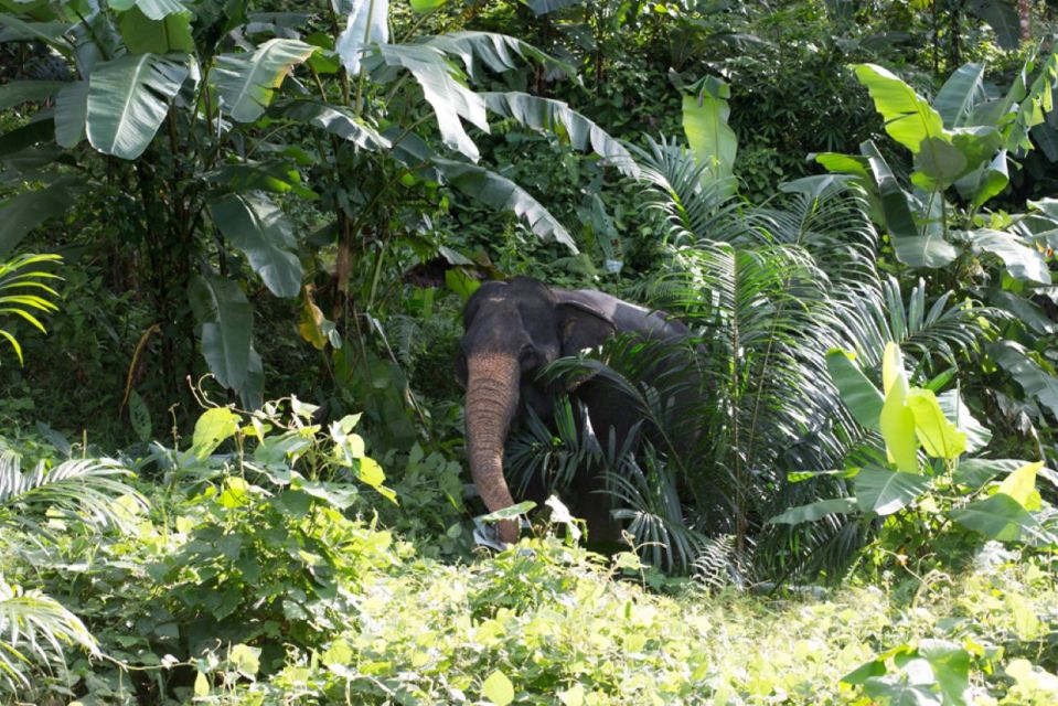 Phuket: Unique Dawn Ethical Elephant Sanctuary Experience - Key Points