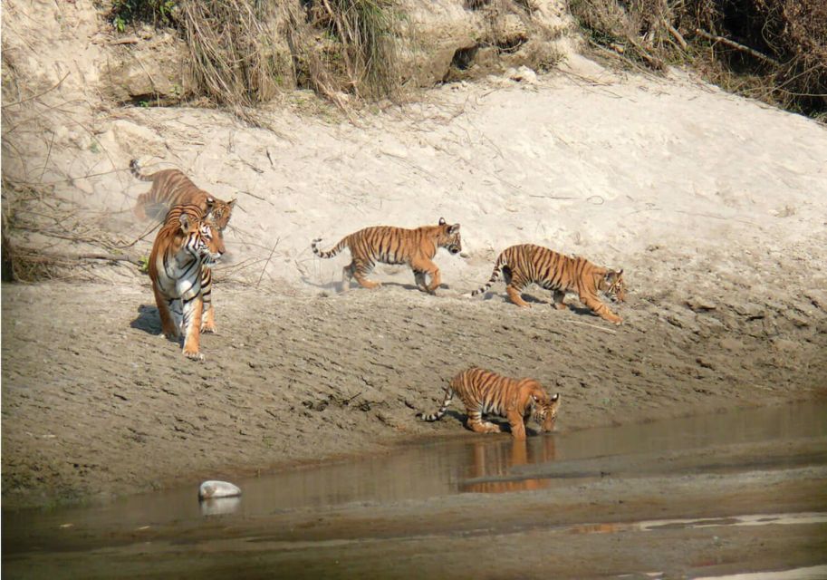 Pokhara: 1 Night 2 Day Chitwan Safari Tour - Key Points