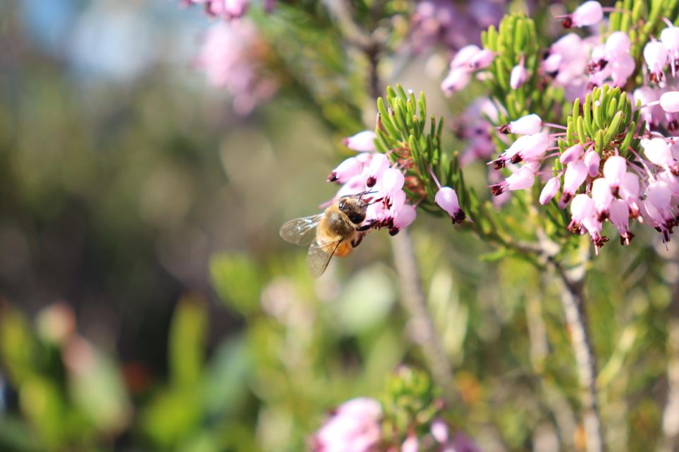 Ponza, Monte Guardia, Guided Nature Walk With a Local Guide - Key Points