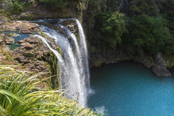 Poor Knights Small Group Tour & Cruise From Auckland - Key Points