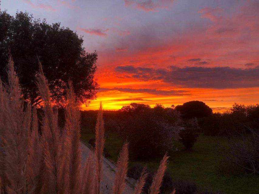 Porches: Vineyard Picnic Experience in the Algarve - Key Points