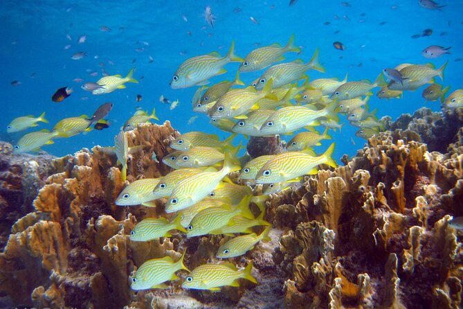 Private Customized South Island Tour and Snorkel Combo - Overview of the Tour