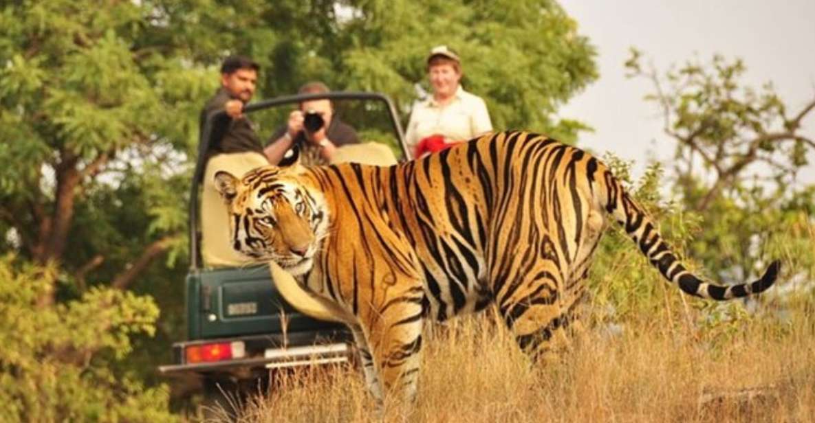 Private Day Trip With Tiger Safari From Jaipur All Included - Key Points