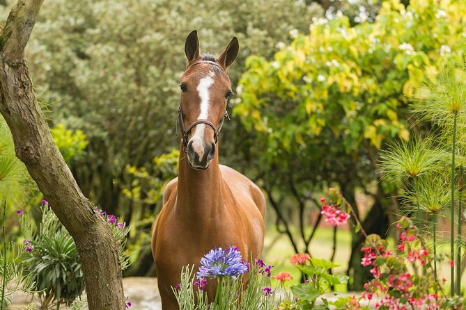 Private Guided Tour of Colombia’s Paso Fino Horse